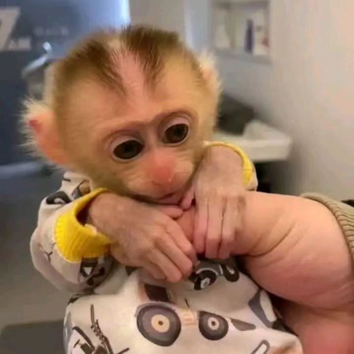 Home Trained Capuchin Monkeys Available for sale and Adoption