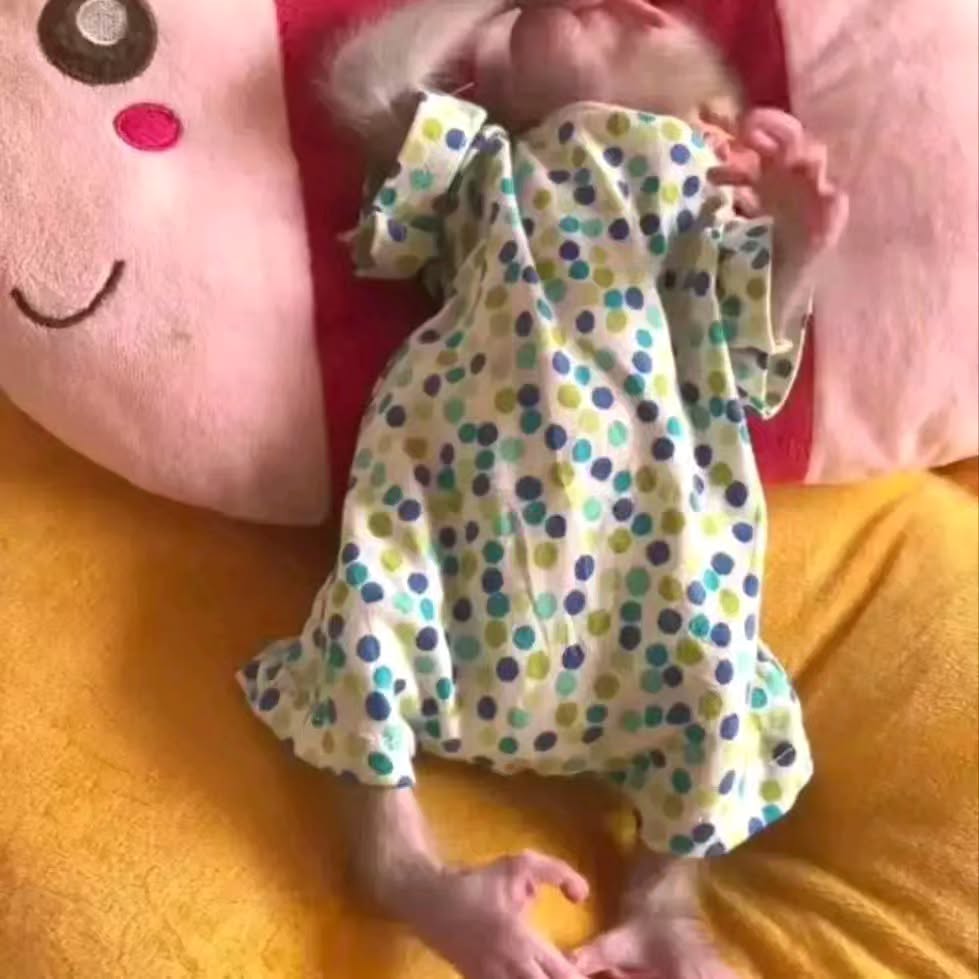 Home Trained Capuchin Monkeys Available for sale and Adoption