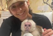 Capuchin monkey for sale WhatsApp me ++447393160284