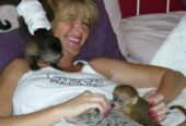 Capuchin monkey for sale WhatsApp me ++447393160284