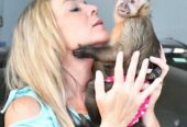 Capuchin monkey for sale WhatsApp me ++447393160284