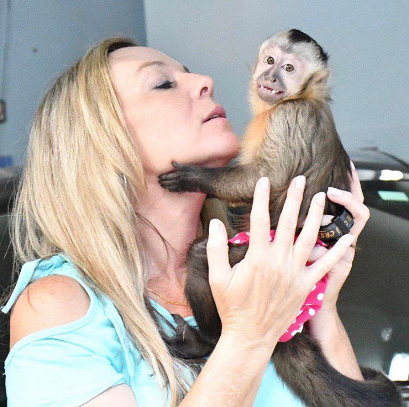 Capuchin monkey for sale WhatsApp me ++447393160284