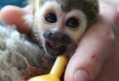 Indoor and outdoor Home Trained Medium-sized Squirrels Monkeys Available for sale