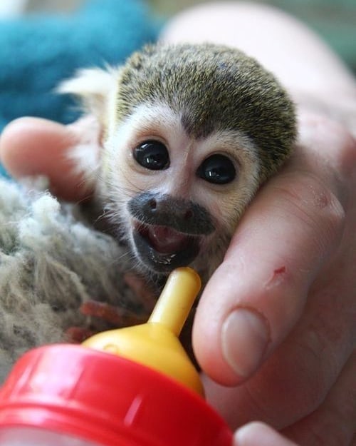 Indoor and outdoor Home Trained Medium-sized Squirrels Monkeys Available for sale