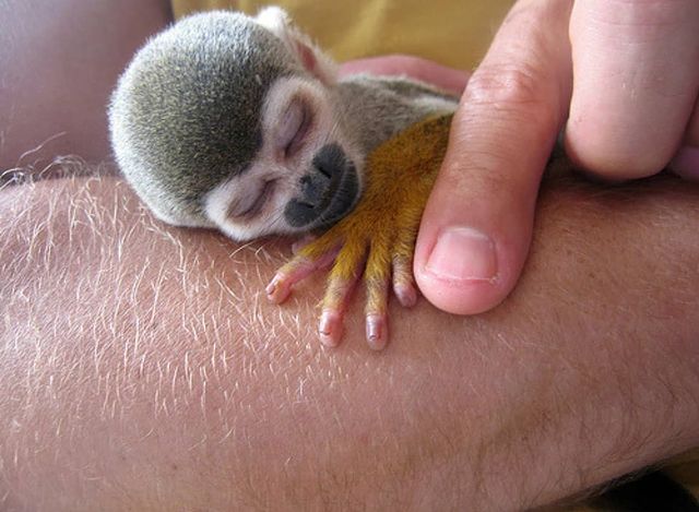 Indoor and outdoor Home Trained Medium-sized Squirrels Monkeys Available for sale