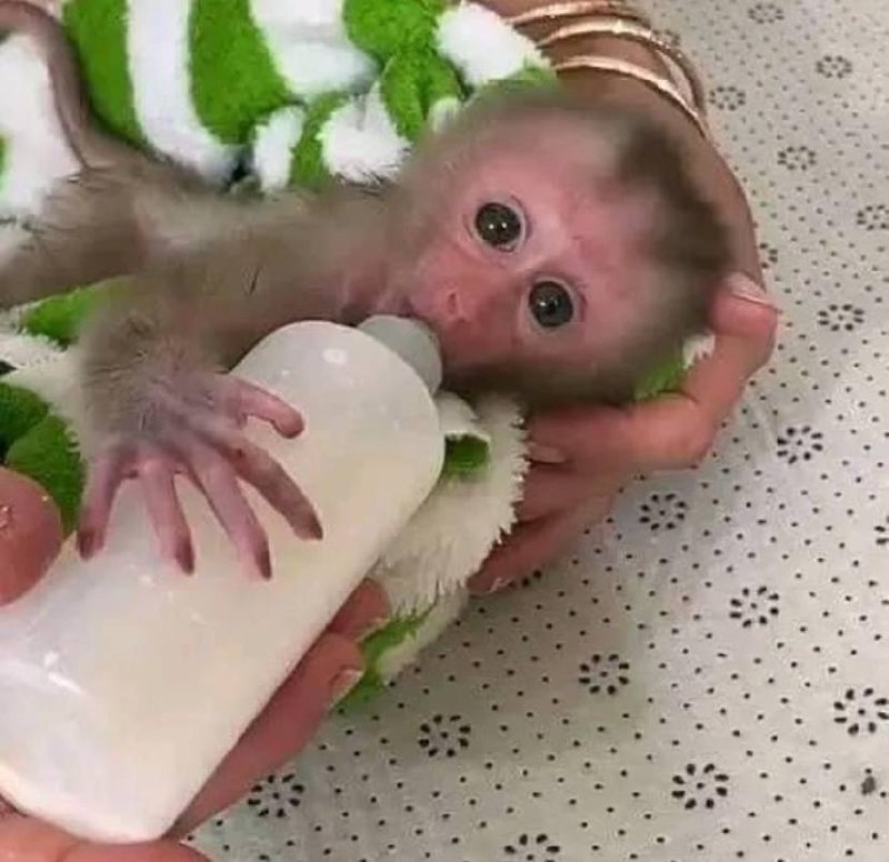 Female Capuchin Monkey