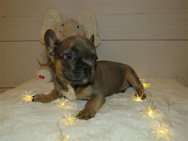 Frenchies