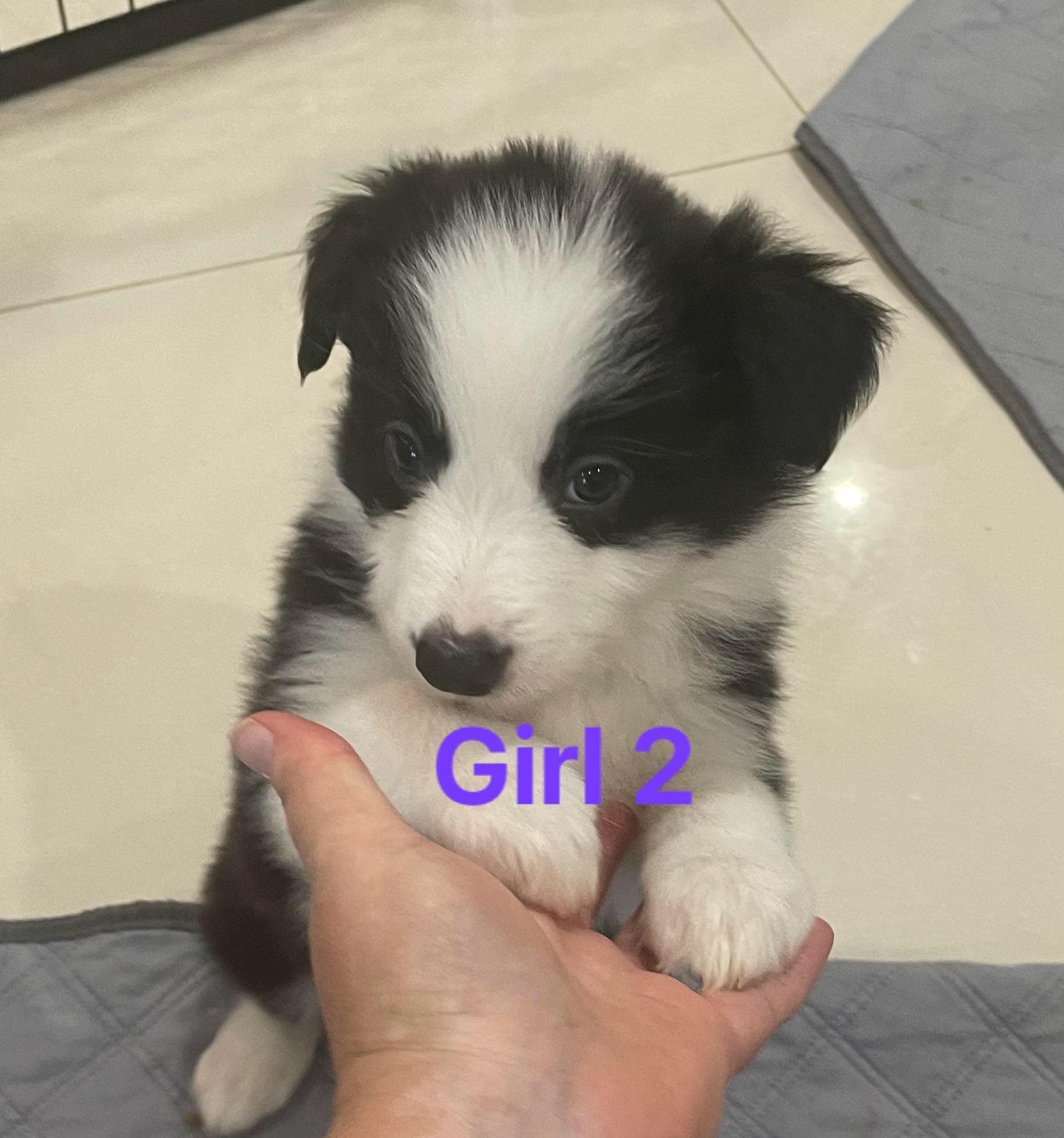 Active Border Collie Puppies