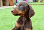 Adorable Doberman Puppies For Adoption