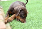 Adorable Doberman Puppies For Adoption