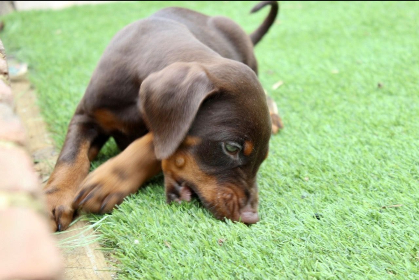 Adorable Doberman Puppies For Adoption
