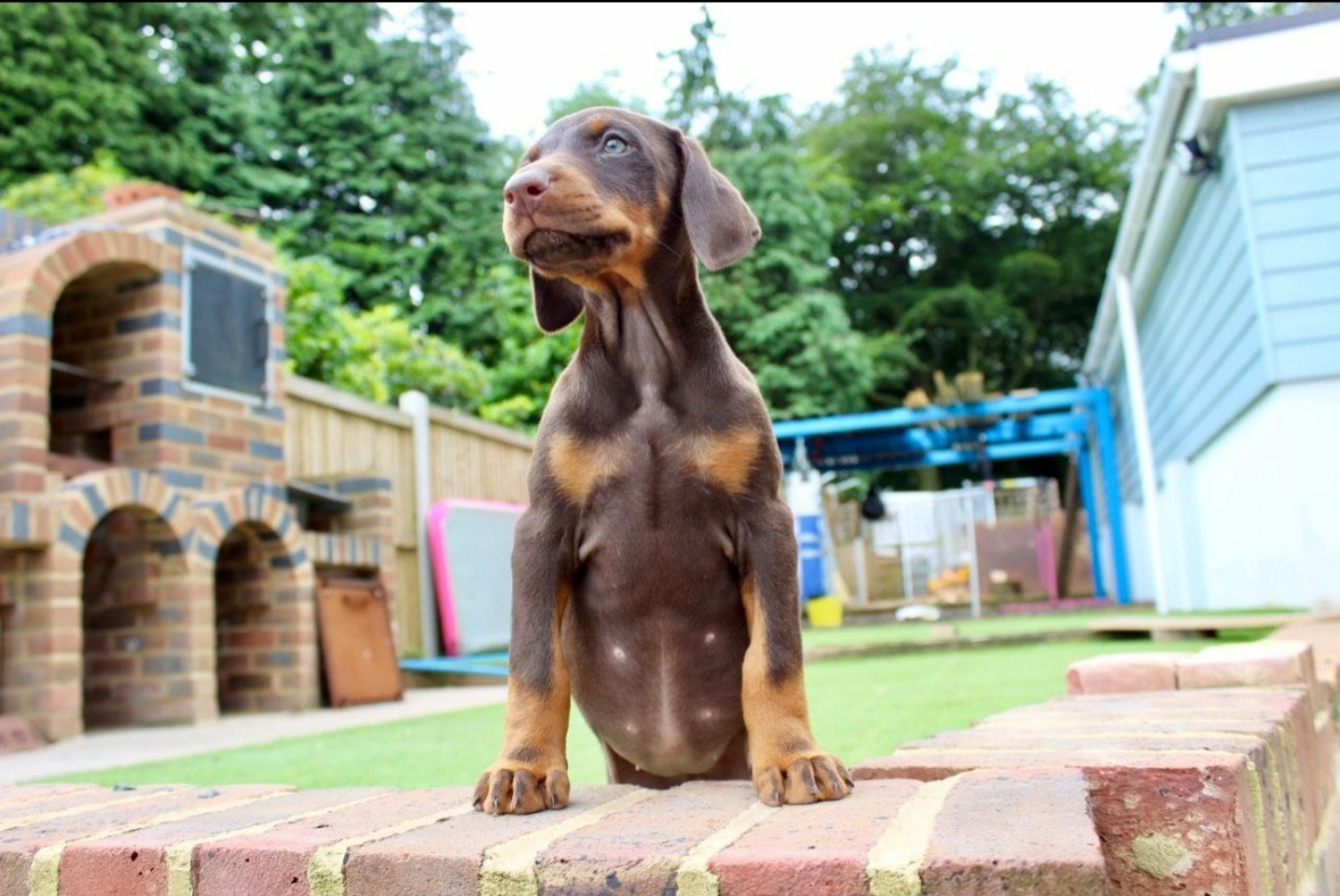 Adorable Doberman Puppies For Adoption
