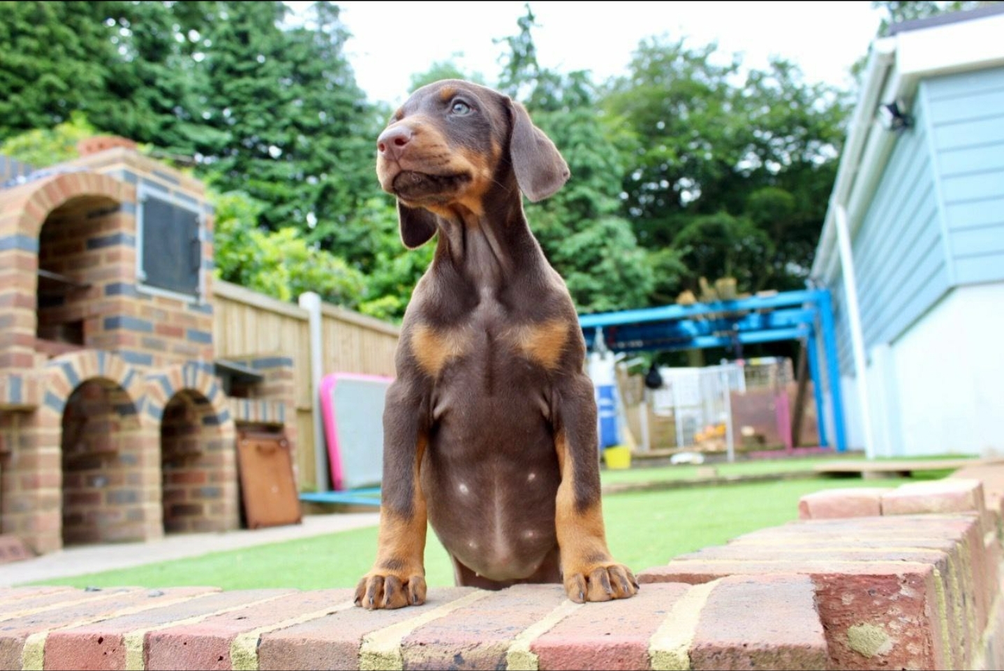 Adorable Doberman Puppies For Adoption