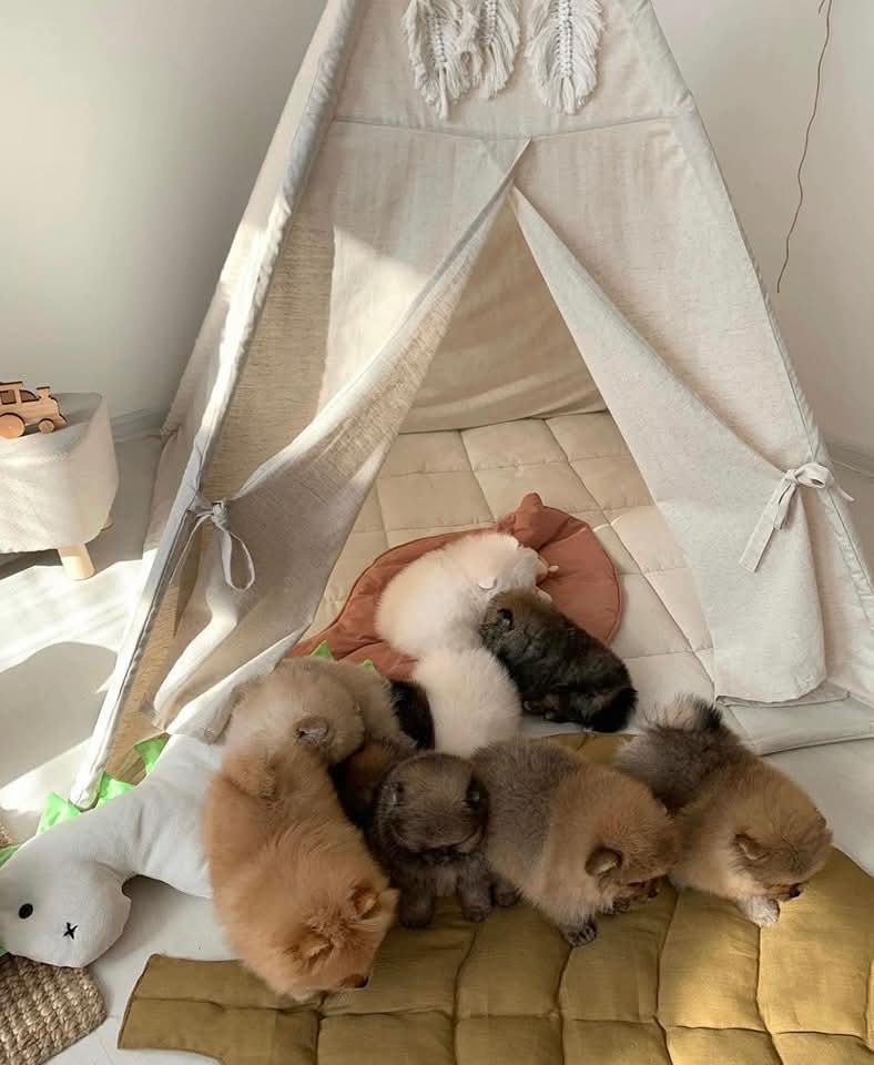 Amazing Pomeranian Puppies Available.