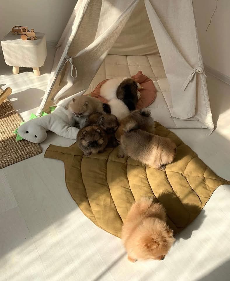Amazing Pomeranian Puppies Available.
