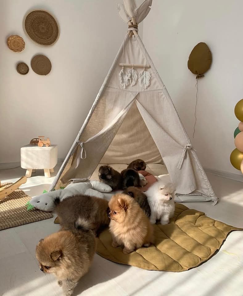 Amazing Pomeranian Puppies Available.