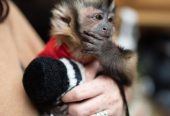 Outstanding Housebroken Diaper Trained Baby Marmoset & Capuchin Monkey for sale