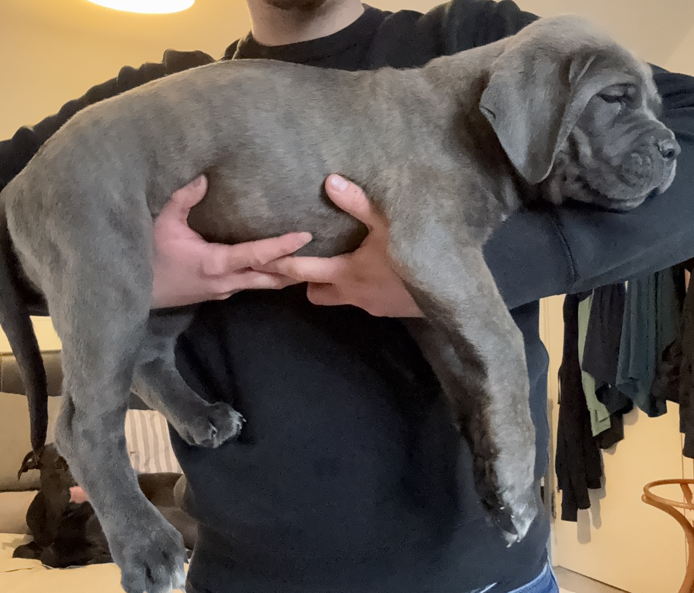 URGENT!! Cane Corso Champion Purebred Puppies