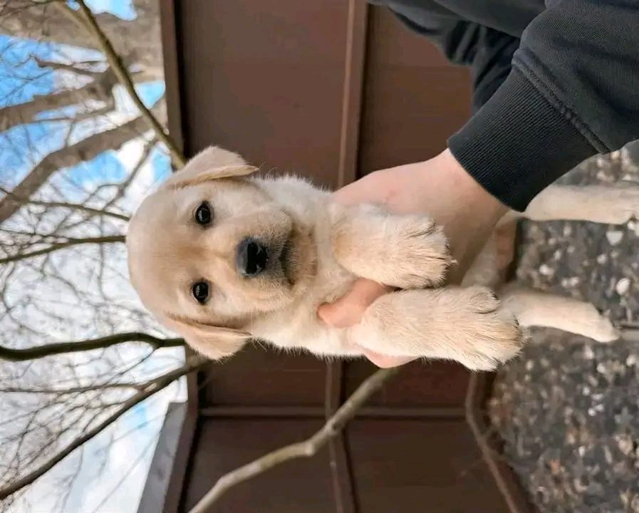 labrador retrievers