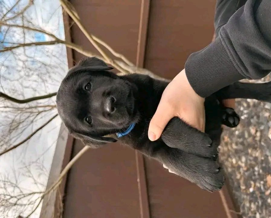 labrador retrievers