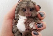 Outstanding Housebroken Diaper Trained Baby Marmoset & Capuchin Monkey for sale