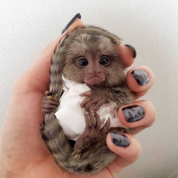 Outstanding Housebroken Diaper Trained Baby Marmoset & Capuchin Monkey for sale