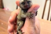 Outstanding Housebroken Diaper Trained Baby Marmoset & Capuchin Monkey for sale