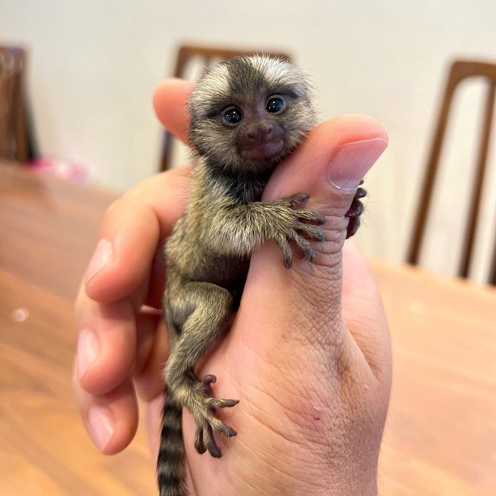 Outstanding Housebroken Diaper Trained Baby Marmoset & Capuchin Monkey for sale