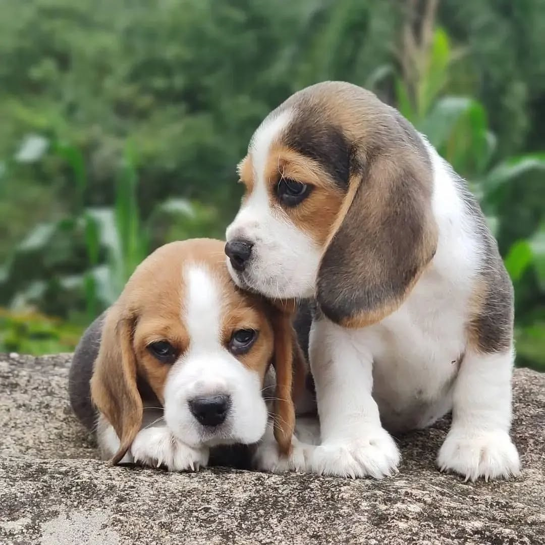 Purebred Beagle Puppies Girls And Boys