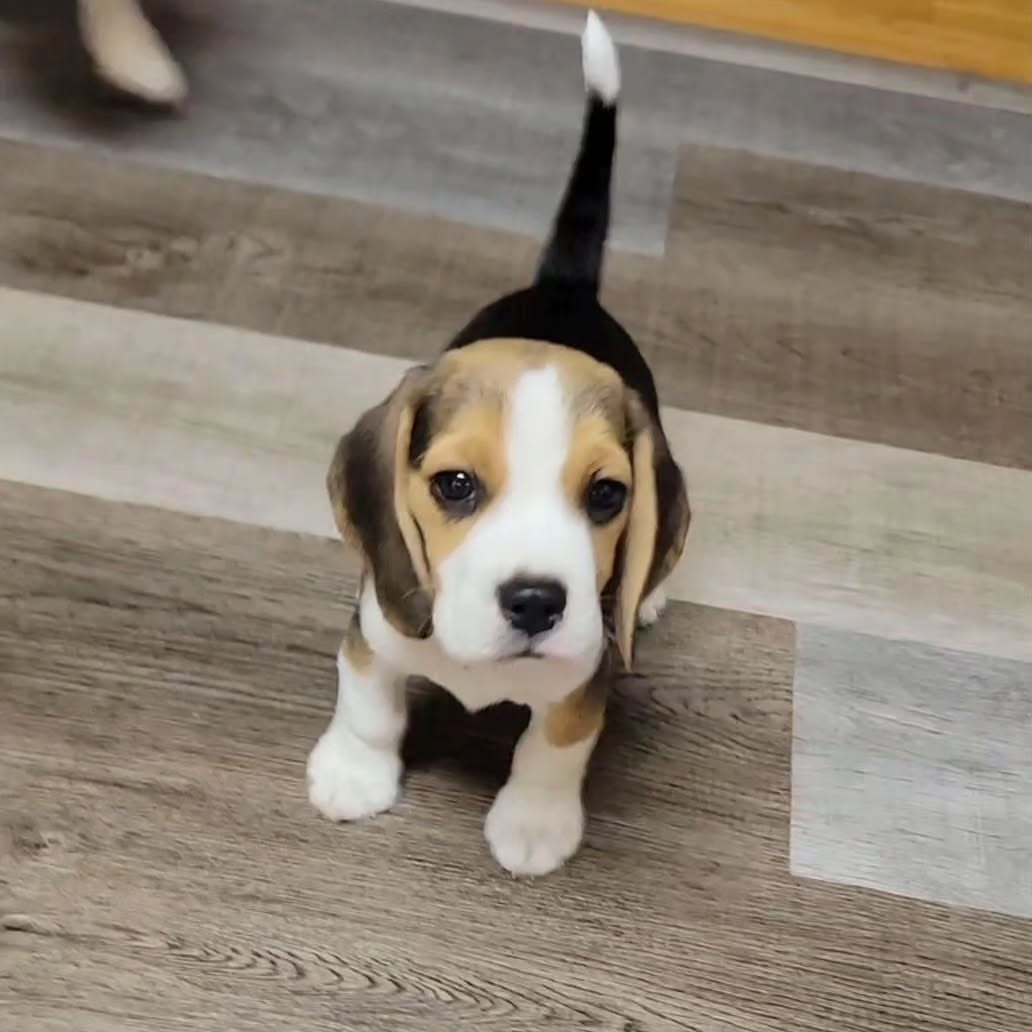 Purebred Beagle Puppies Girls And Boys