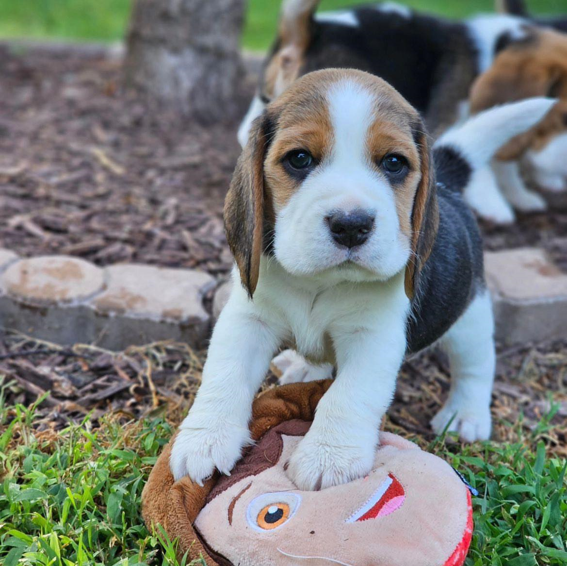Purebred Beagle Puppies Girls And Boys