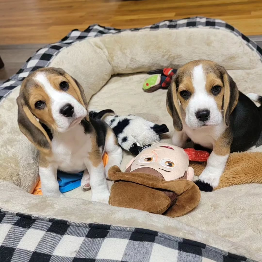 Purebred Beagle Puppies Girls And Boys