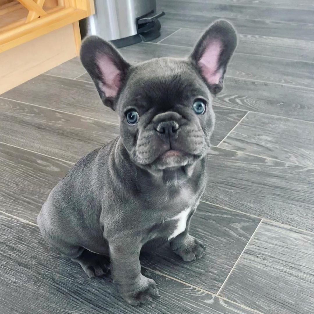 Well Trained French Bulldog Puppies