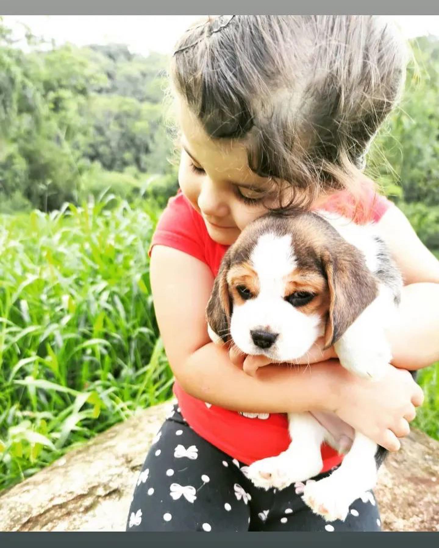 Stunning Tri Male Beagle Pups – KC Reg – Ready Now