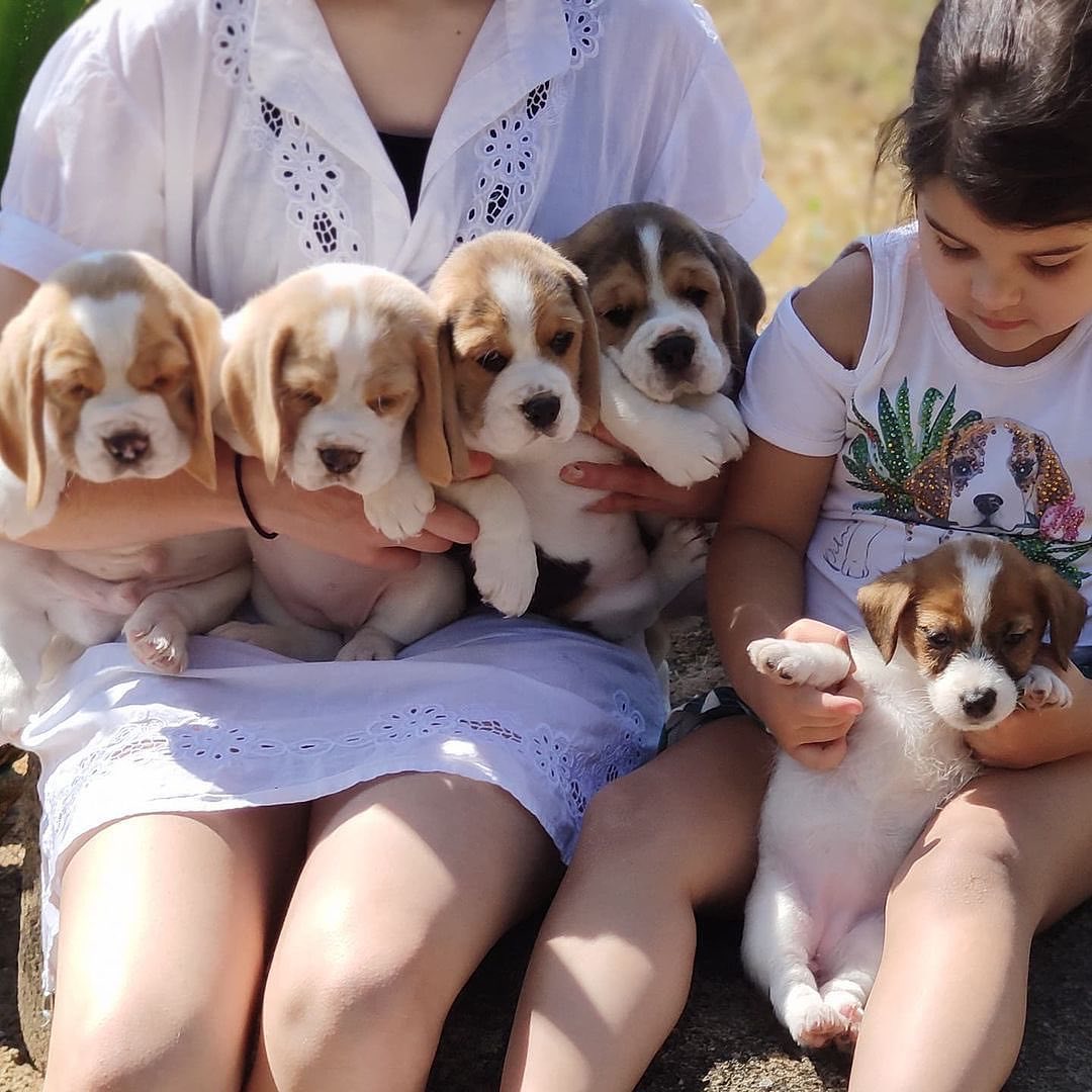 Stunning Tri Male Beagle Pups – KC Reg – Ready Now