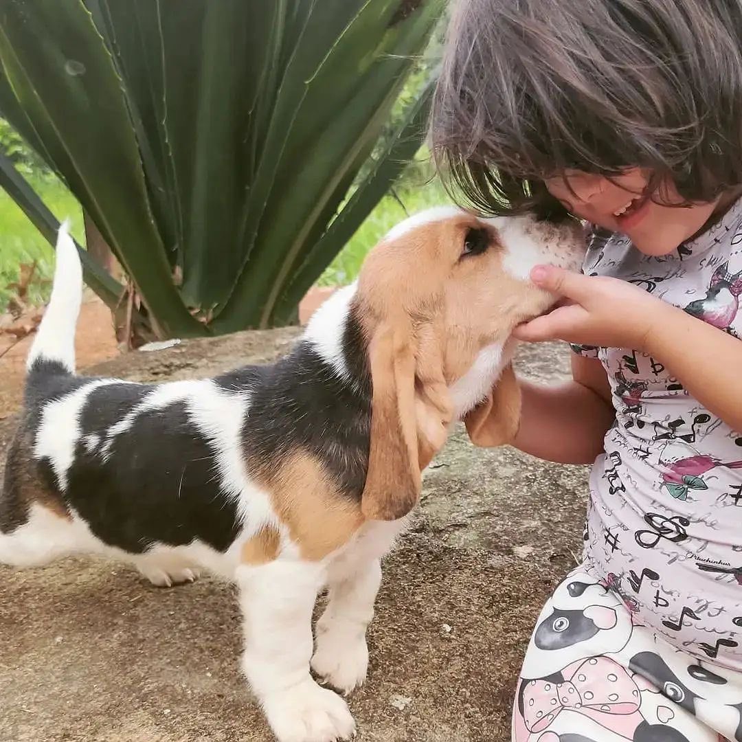 Stunning Tri Male Beagle Pups – KC Reg – Ready Now