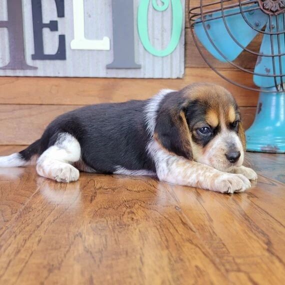Stunning Tri Male Beagle Pups – KC Reg – Ready Now