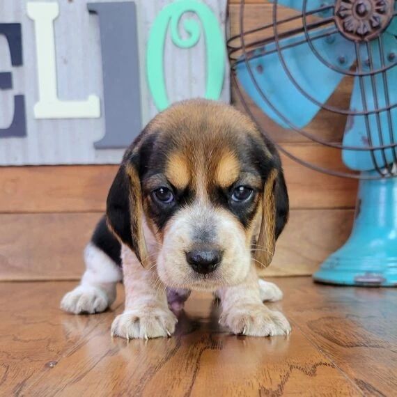 Stunning Tri Male Beagle Pups – KC Reg – Ready Now