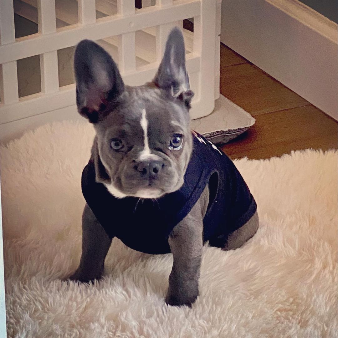 Well Trained French Bulldog Puppies