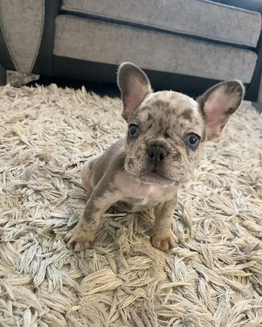 Well Trained French Bulldog Puppies