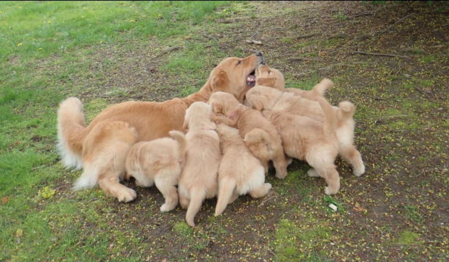Golden Bundle of Joy – Purebred Golden Retriever Puppies for Sale!