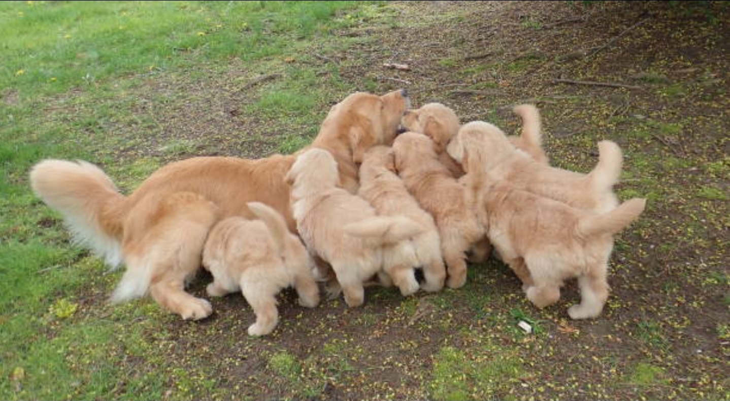 Golden Bundle of Joy – Purebred Golden Retriever Puppies for Sale!