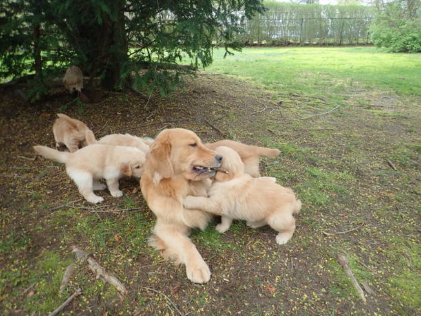 Golden Bundle of Joy – Purebred Golden Retriever Puppies for Sale!