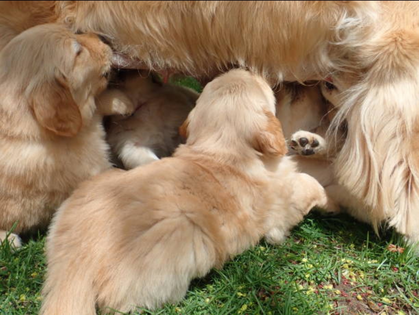 Golden Bundle of Joy – Purebred Golden Retriever Puppies for Sale!