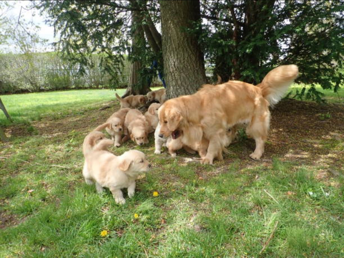 Golden Bundle of Joy – Purebred Golden Retriever Puppies for Sale!