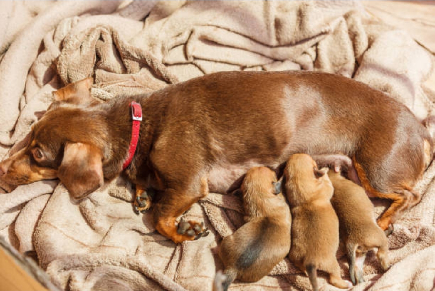 Champion Bloodline Doberman Puppies Ready For Their Forever Homes.