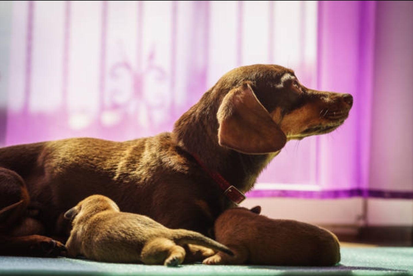 Champion Bloodline Doberman Puppies Ready For Their Forever Homes.