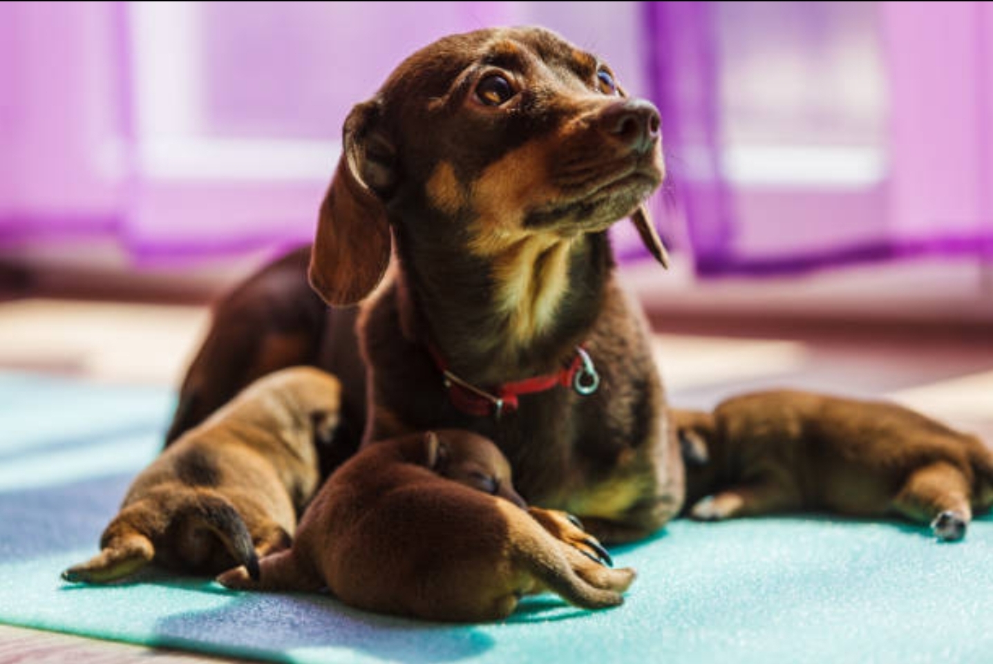 Champion Bloodline Doberman Puppies Ready For Their Forever Homes.