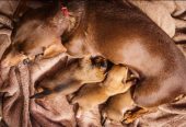 Champion Bloodline Doberman Puppies Ready For Their Forever Homes.