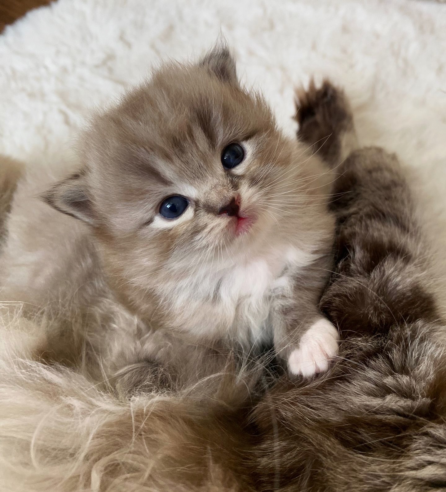 Adorable Ragdoll Kitten For Sale